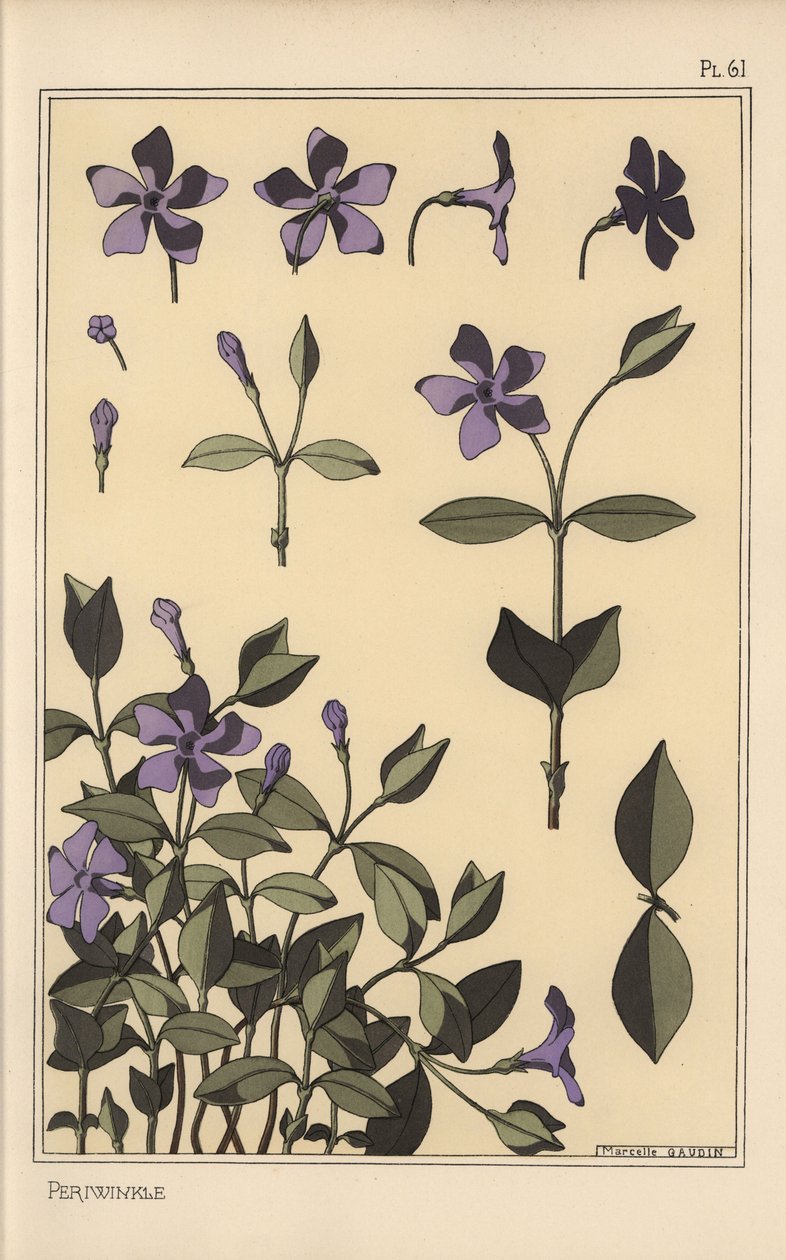 Studio botanico della pervinca da Eugene Grasset