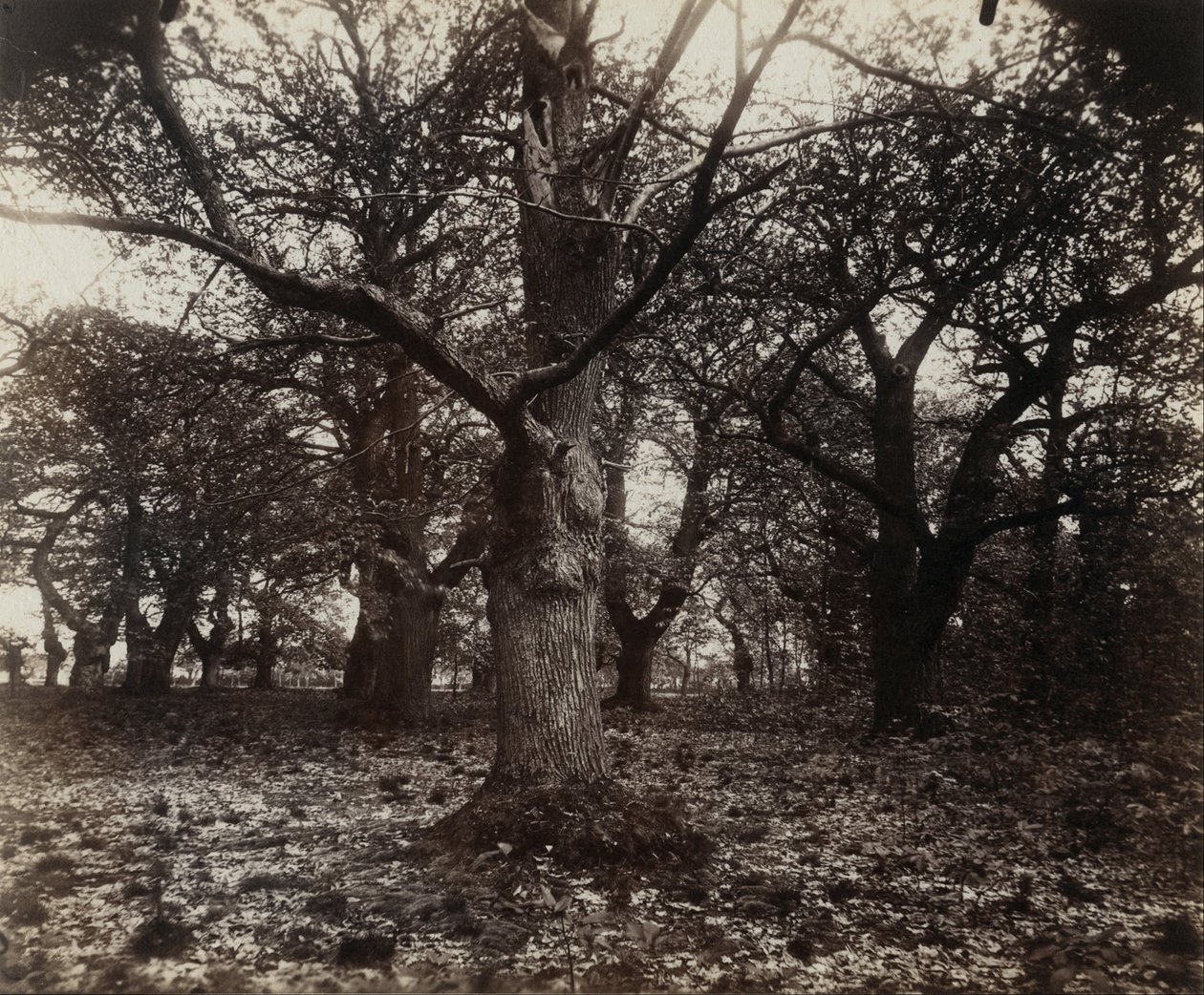 Castagni da Eugène Atget