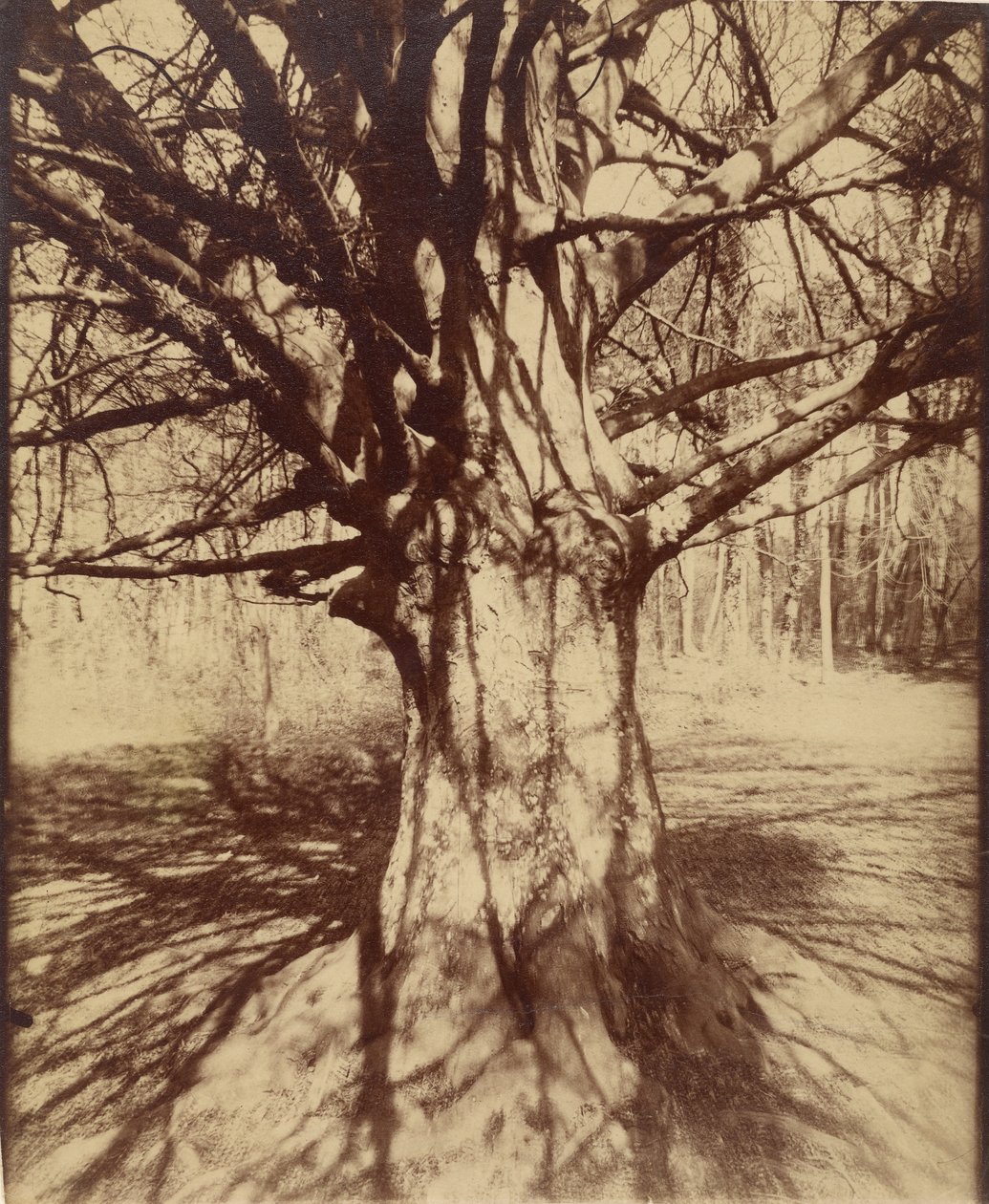 Albero (Garche) Faggio da Eugène Atget