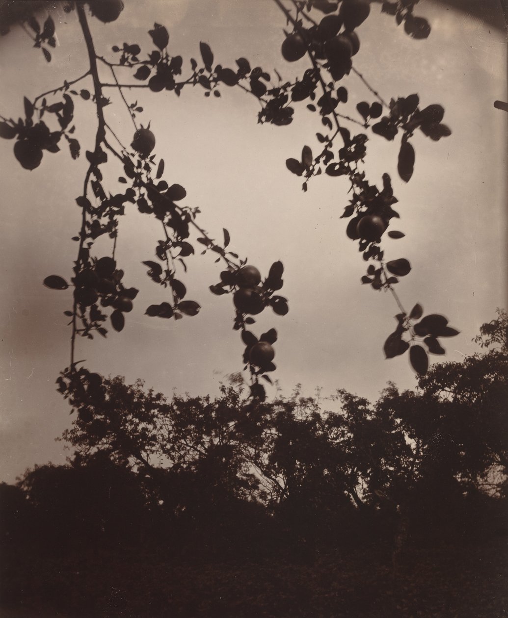 Ramo di melo da Eugène Atget
