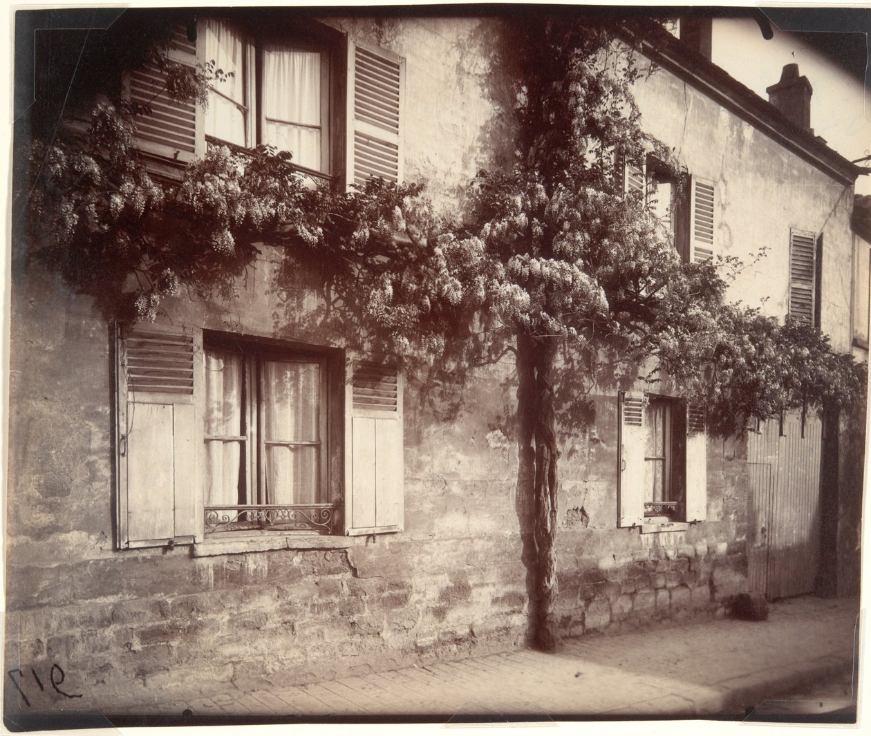 Glicine, Châtillon da Eugène Atget