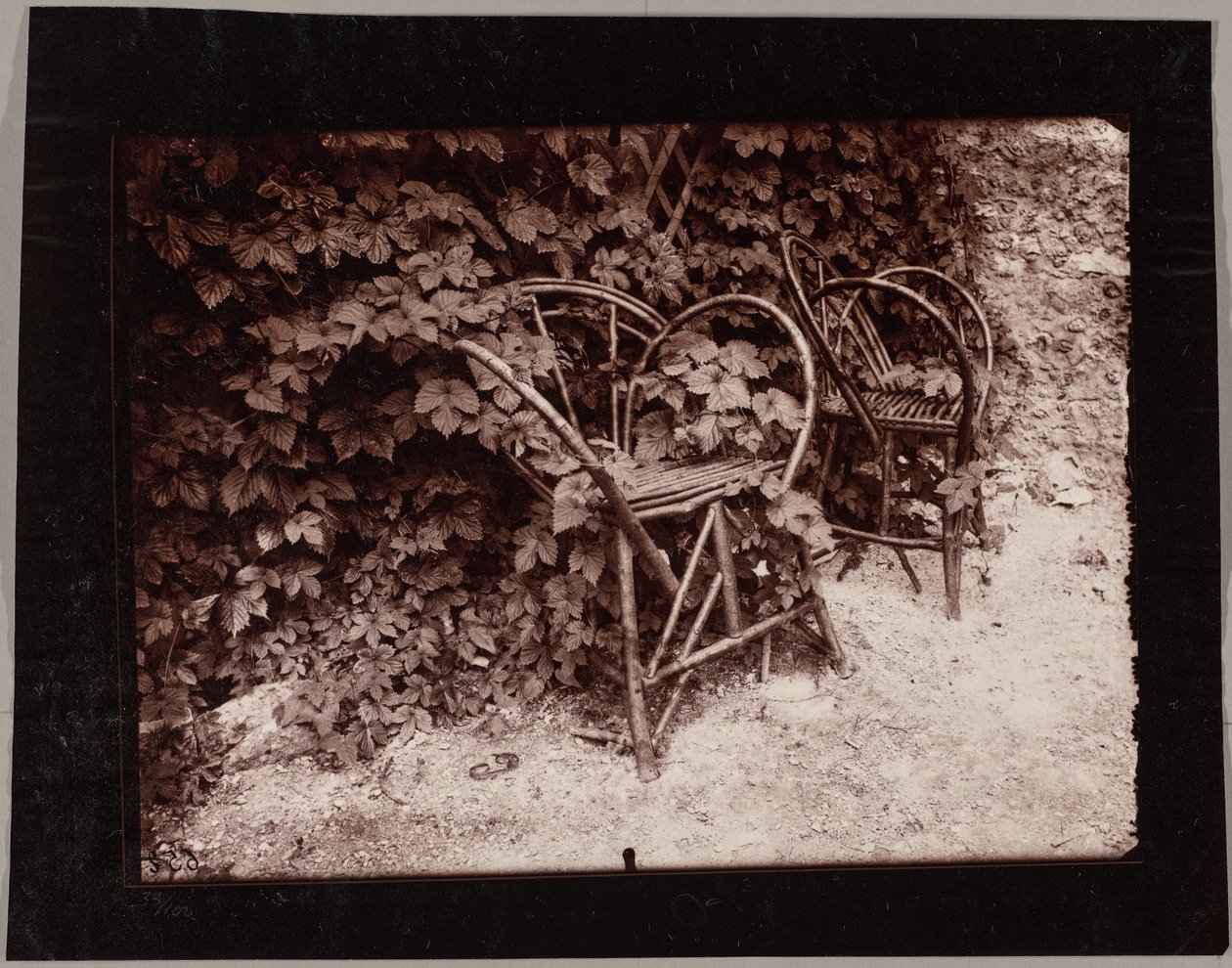 Luppolo da Eugène Atget