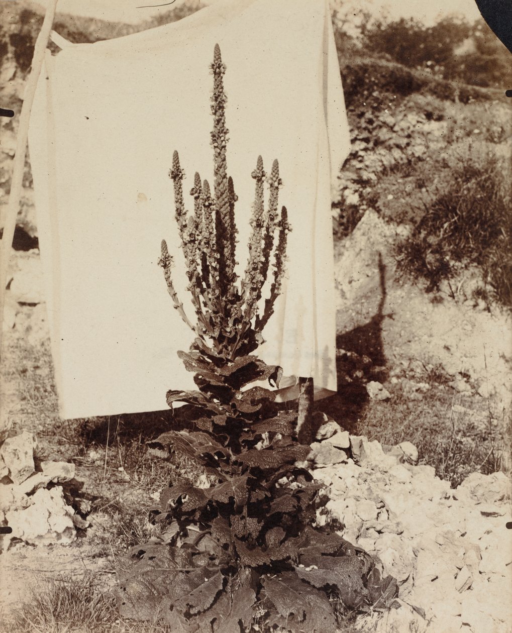 Verbasco in fiore da Eugène Atget