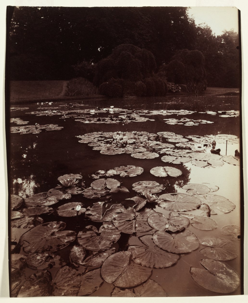 Ninfea da Eugène Atget