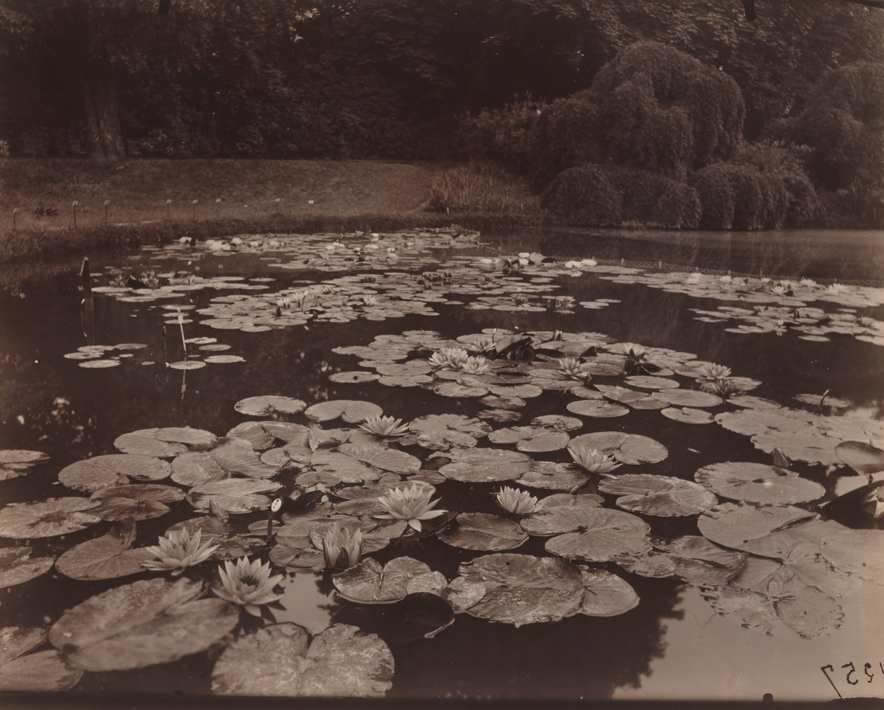 Ninfee (Bagatelle) da Eugène Atget