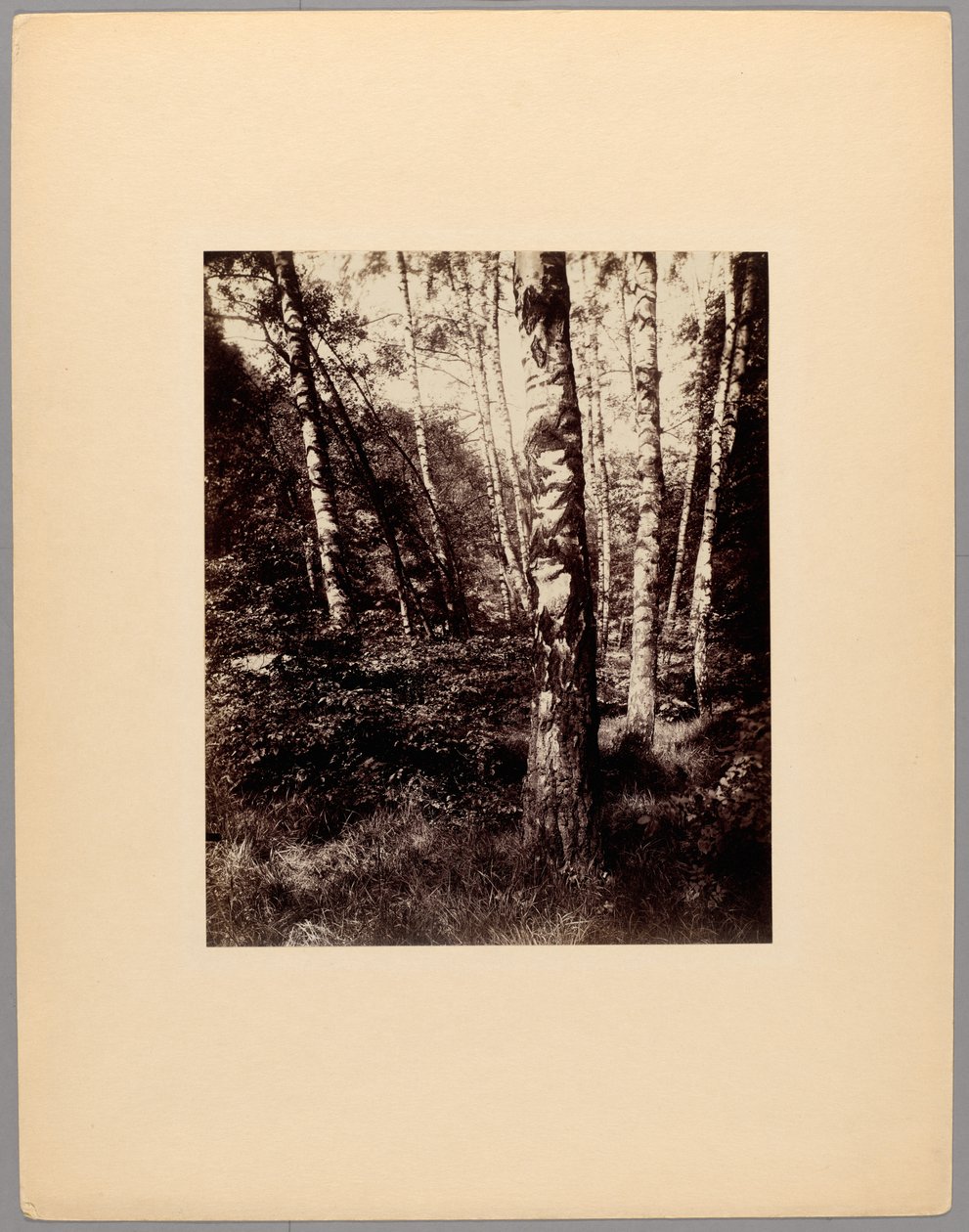 Parco di Saint-Cloud da Eugène Atget