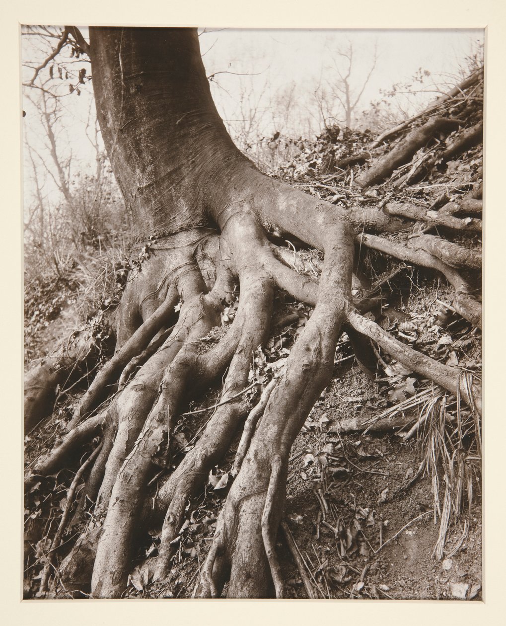 Saint-Cloud da Eugène Atget