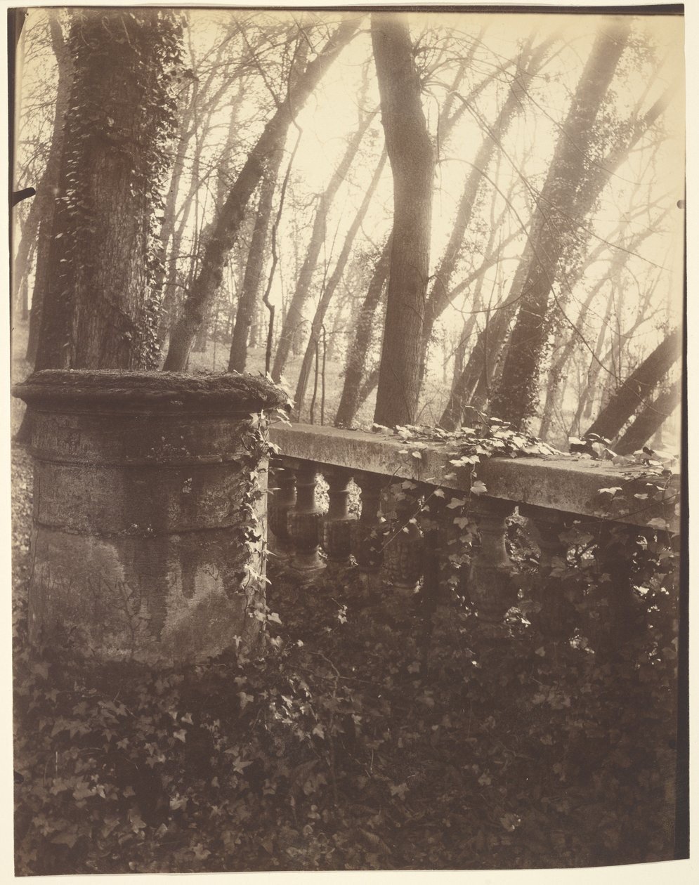 Parco di Saint-Cloud, Parigi da Eugène Atget
