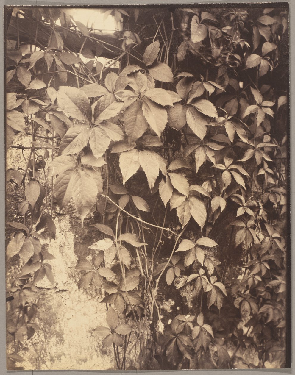 Vigne Vierge da Eugène Atget