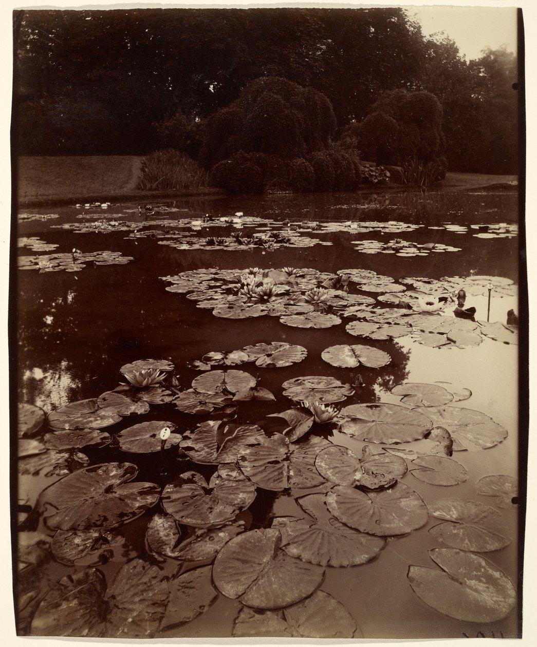 [Ninfee] da Eugène Atget