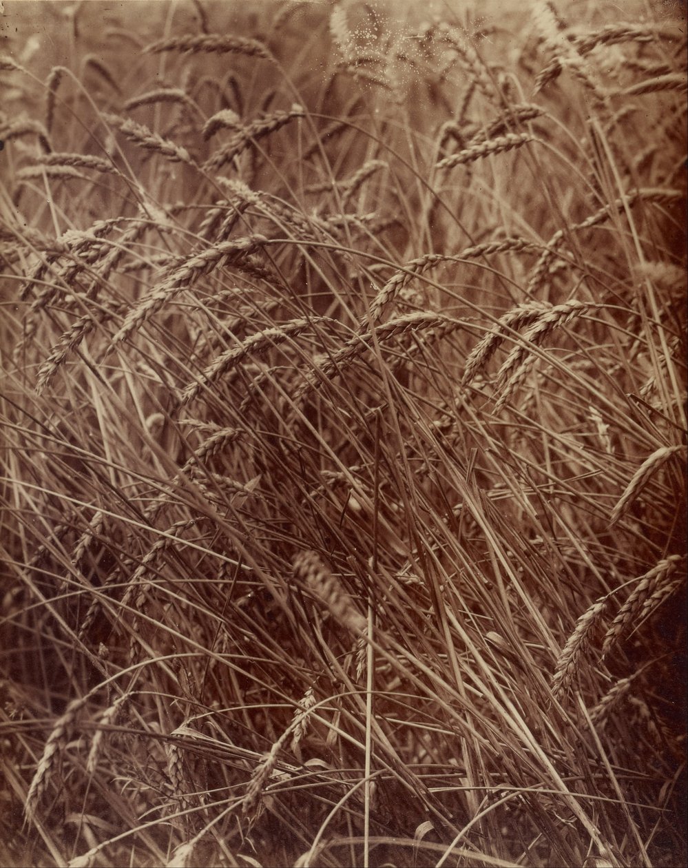 Grano da Eugène Atget