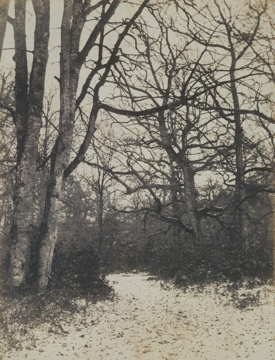 [Foresta di Fontainebleau], ca. 1860 da Eugène Cuvelier