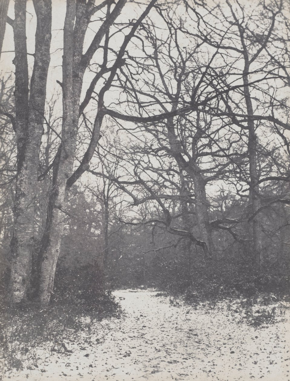 Strada nella foresta da Eugène Cuvelier