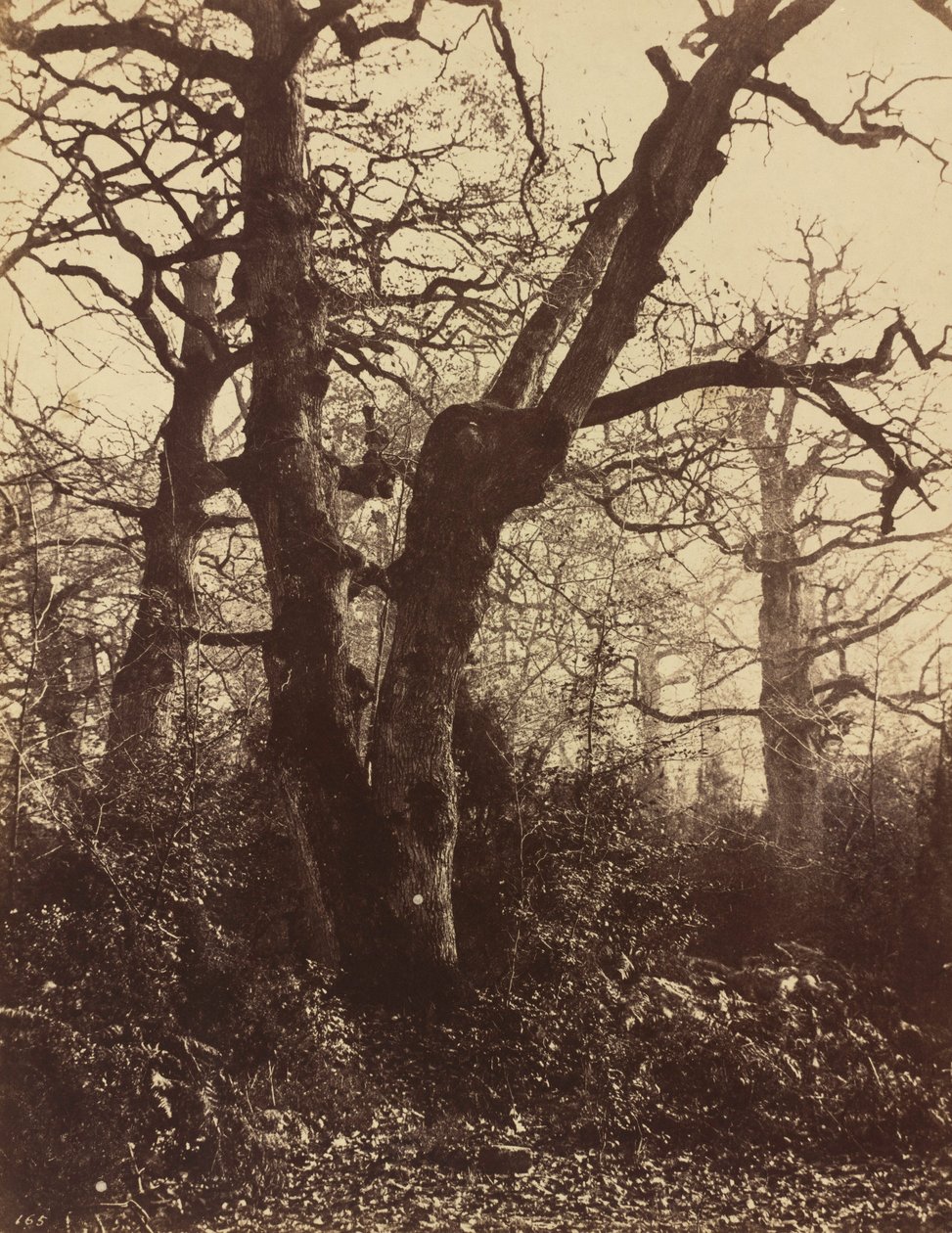 Studio di un albero, Fontainebleau, 1860 (foto) da Eugène Cuvelier