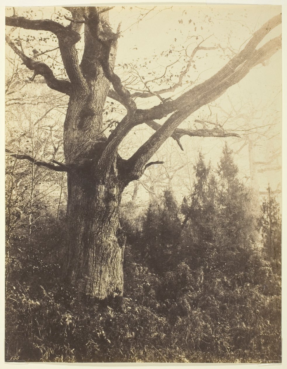 Senza Titolo da Eugène Cuvelier