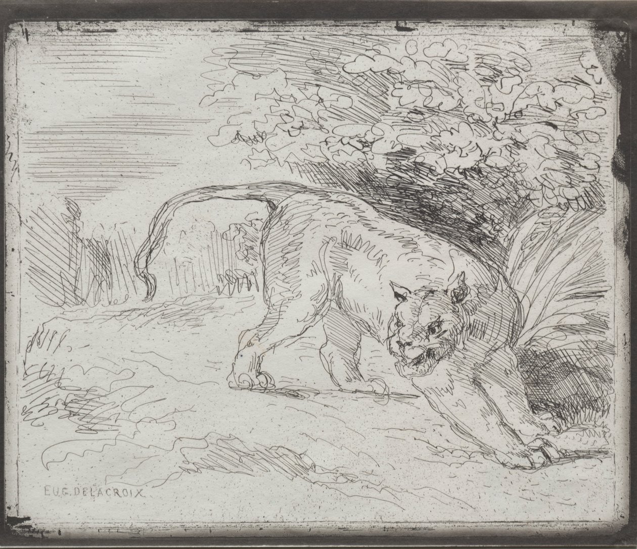 Una tigre intrappolata da Eugène Delacroix