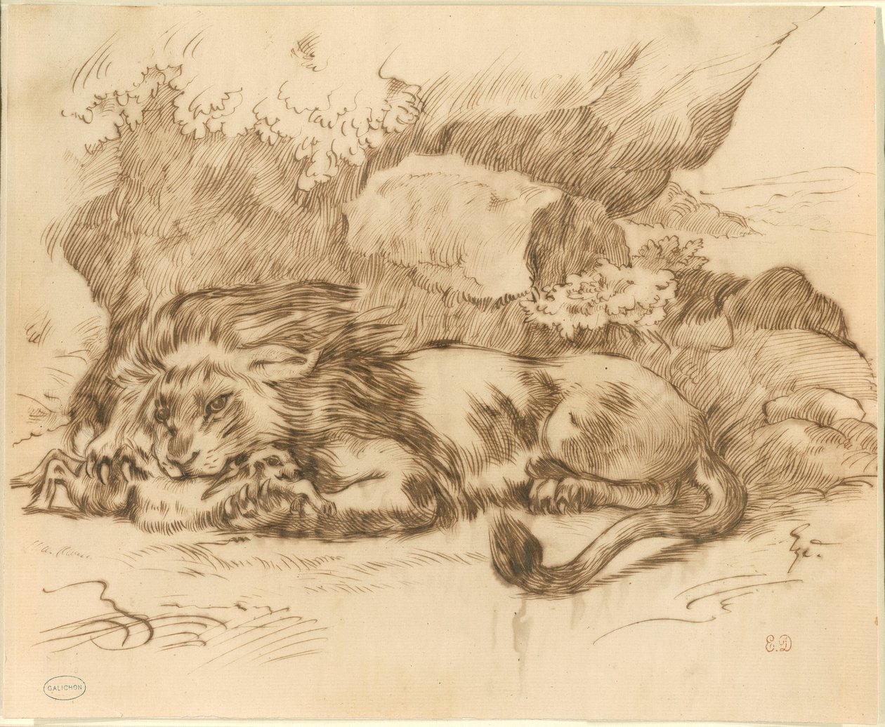 Leone che divora un coniglio da Eugène Delacroix
