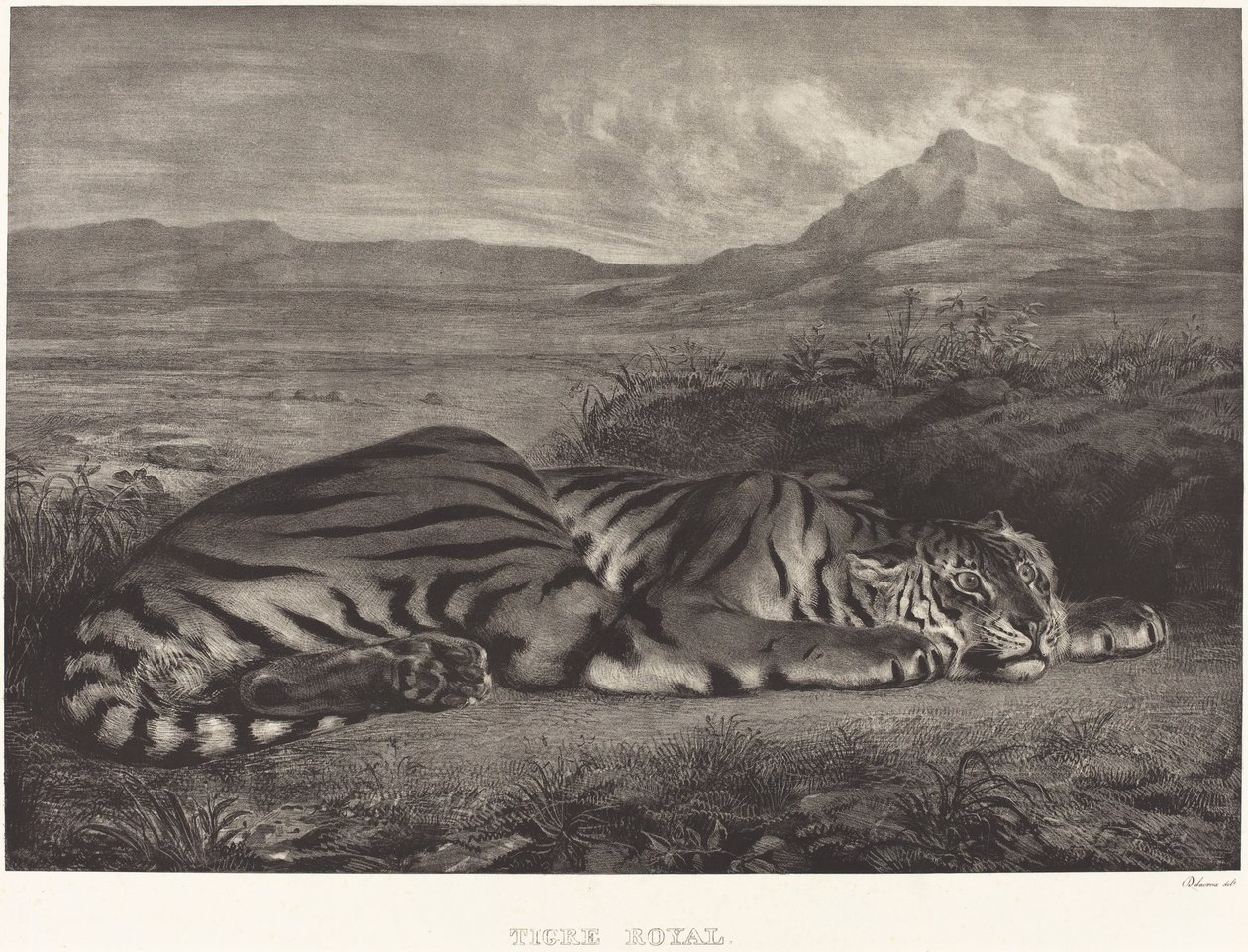 Tigre reale, 1829 da Eugène Delacroix