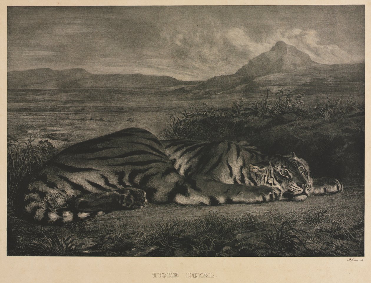 Tigre reale da Eugène Delacroix