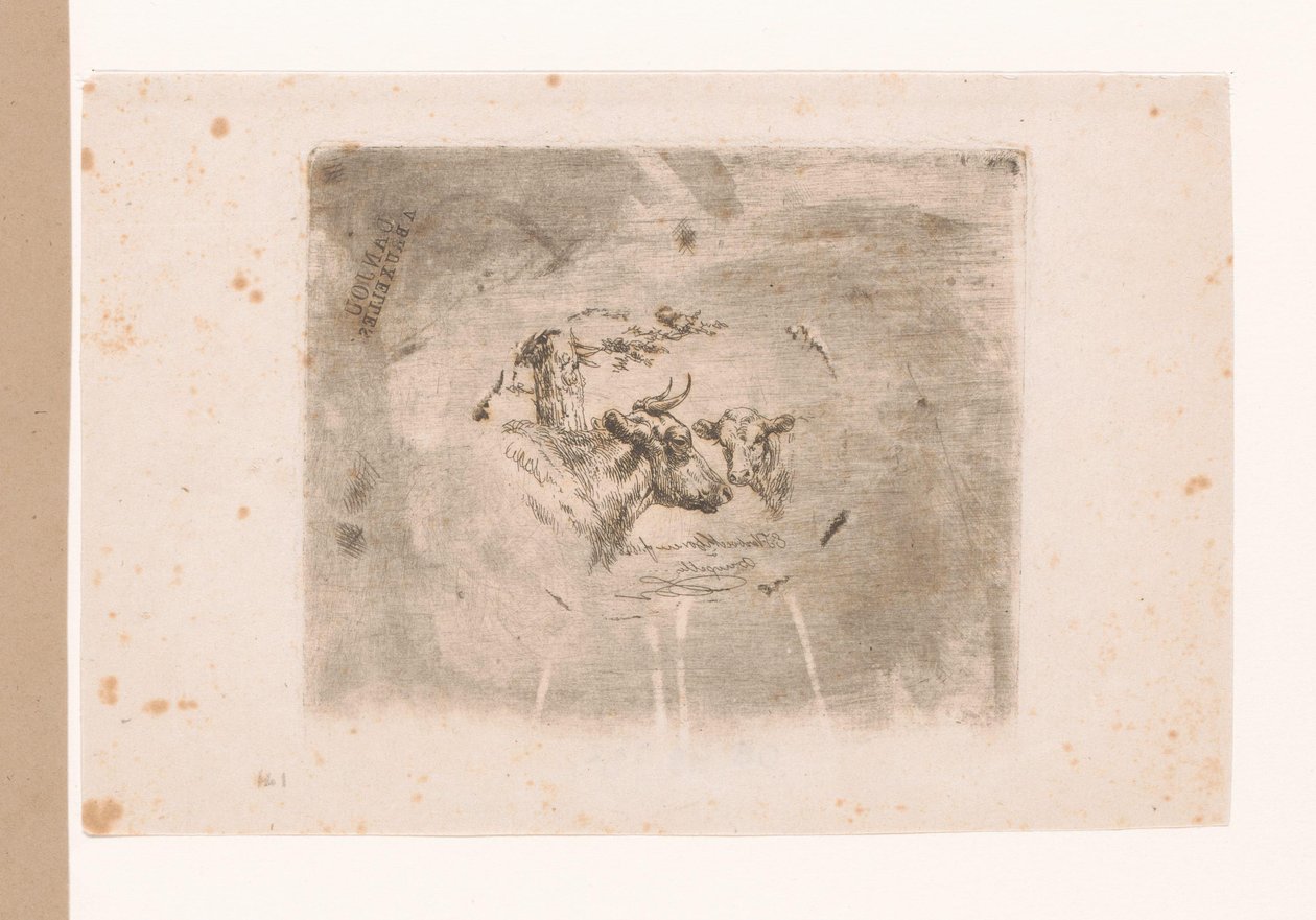 Testa di un bue e di un vitello da Eugène Verboeckhoven