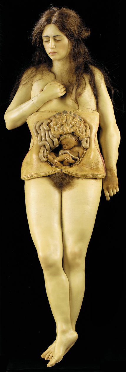 Modello Anatomico di una Gravidanza Ovarica da European School