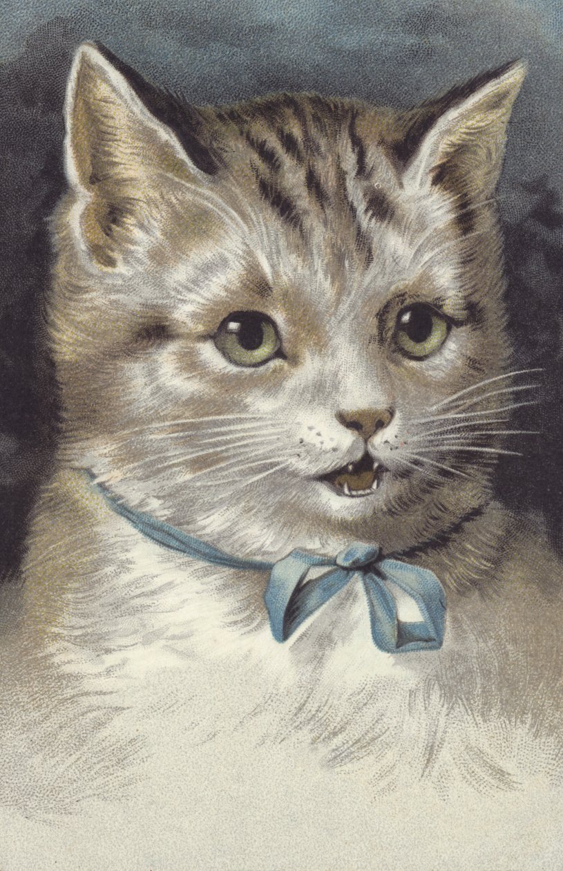 Gatto con collare blu (cromolito) da European School