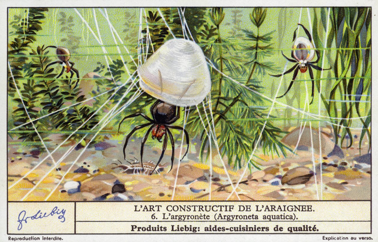 Ragno campanellino (Argyroneta aquatica) (cromolito) da European School