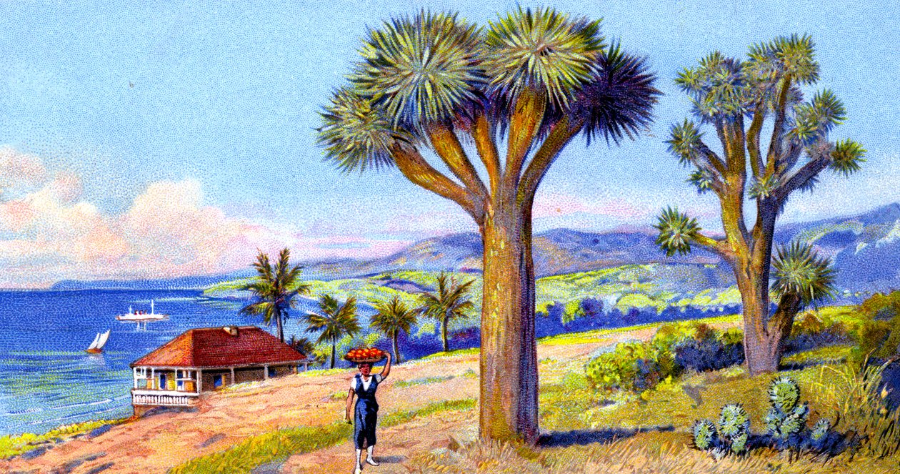 Joshua Trees, California da European School