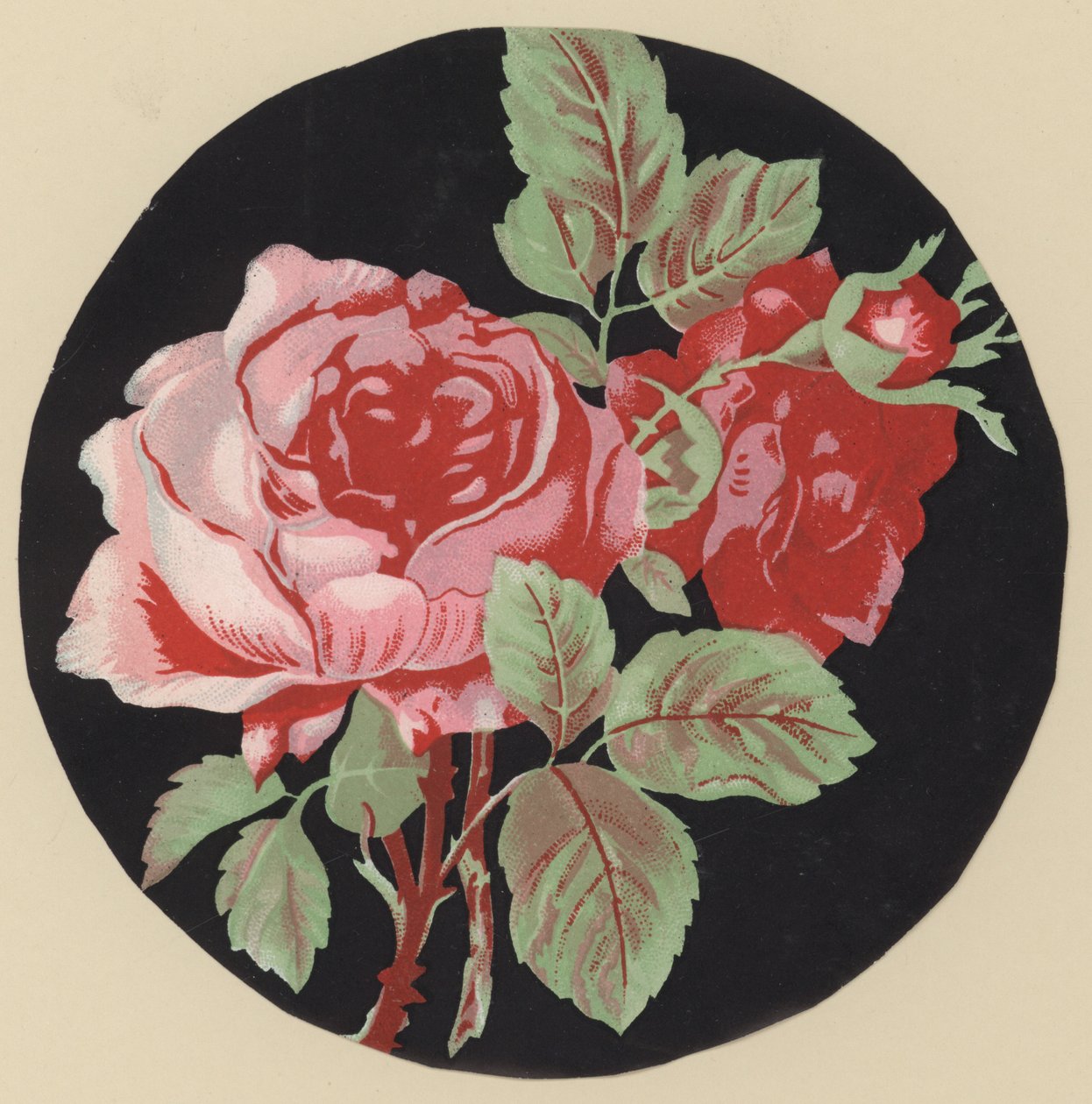 Rosa (litografia a colori) da European School