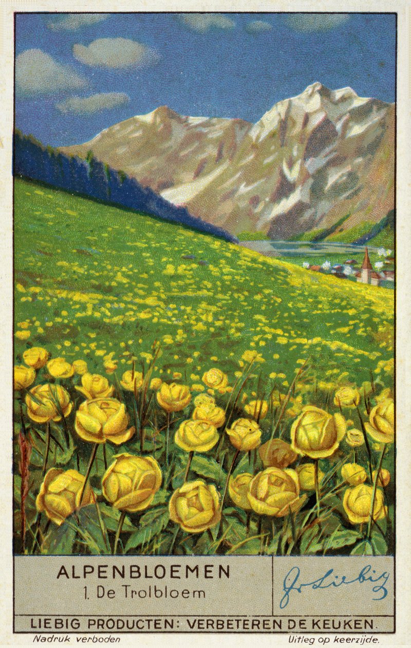 Trollius (fiore di campo) (chromolitho) da European School