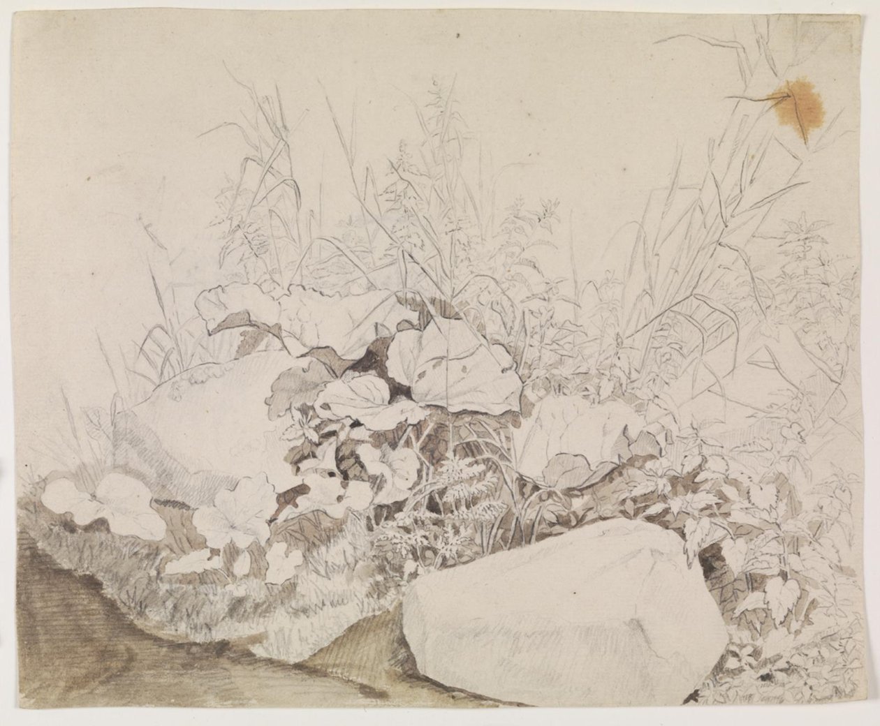 Piante e Rocce. Studio di Dettaglio da F. Sødring