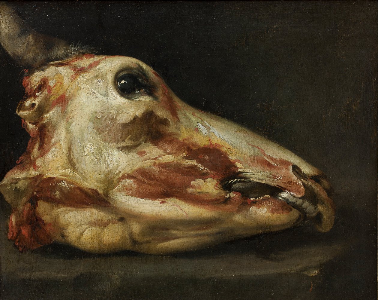 Testa scuoiata di un giovane toro da Felice Boselli