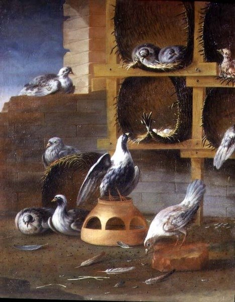 Piccioni nei loro recinti da Felice (school of) Boselli