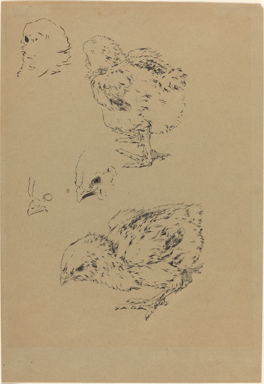 Pulcini da Felix Bracquemond