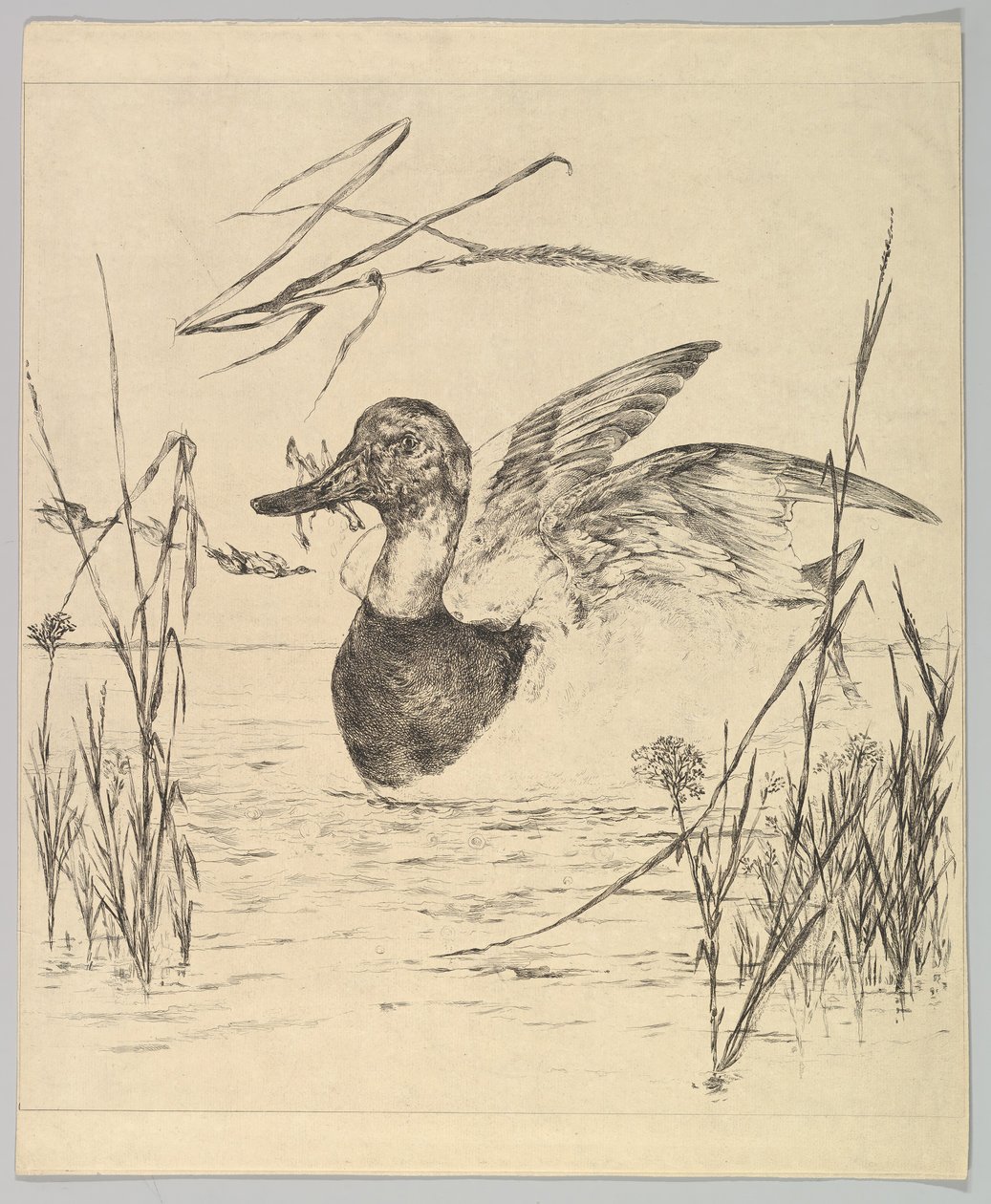 Anatra, 1850-1914 da Felix Bracquemond