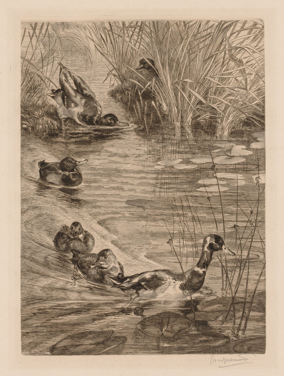 Anatre che giocano da Felix Bracquemond