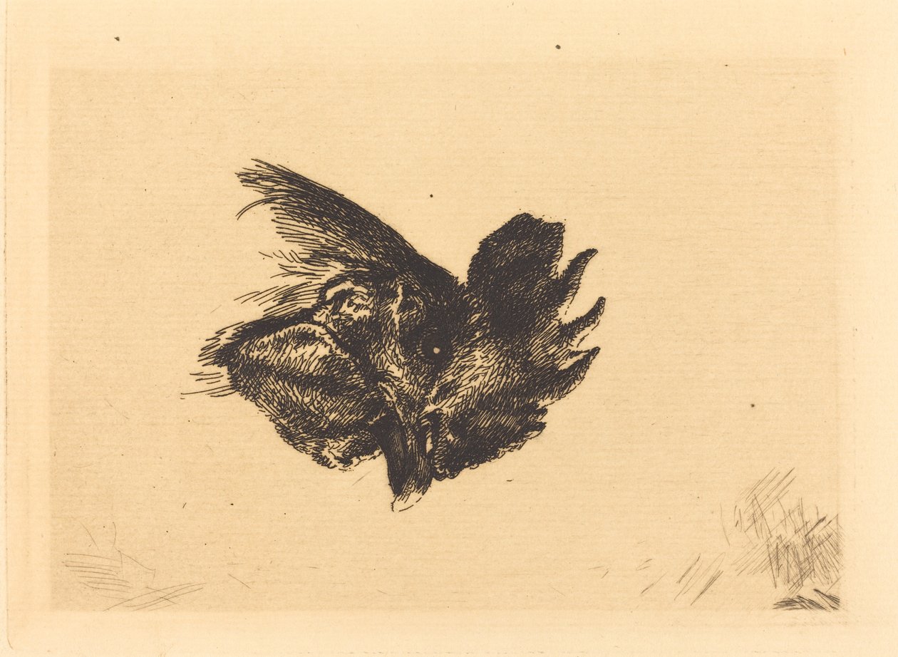 Testa di gallo da Felix Bracquemond