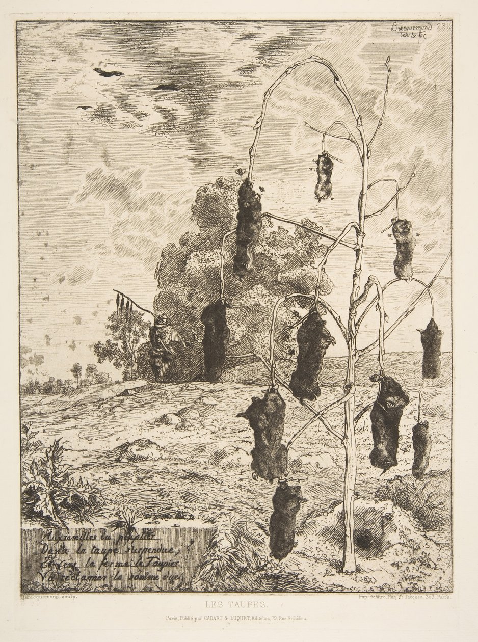 Le talpe, 1854 da Felix Bracquemond