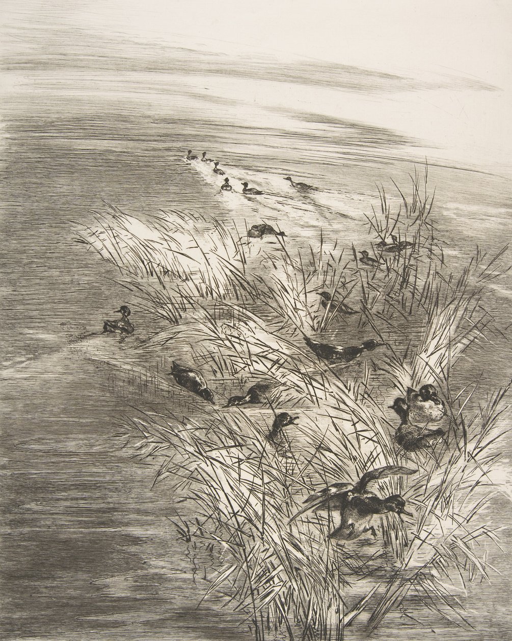 Roseaux et Sarcelles, 1882 da Felix Bracquemond