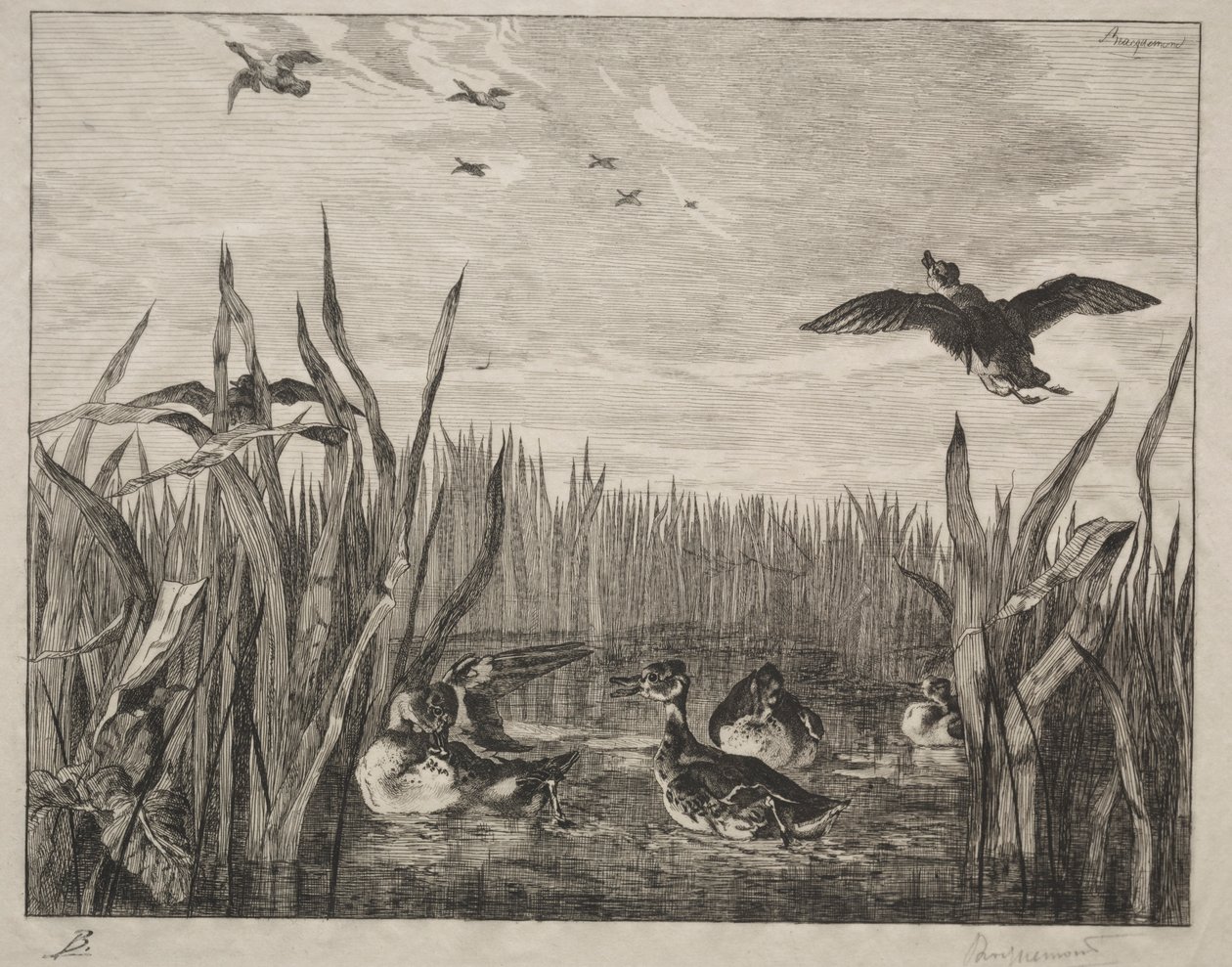 Alzavola, 1853 da Felix Bracquemond