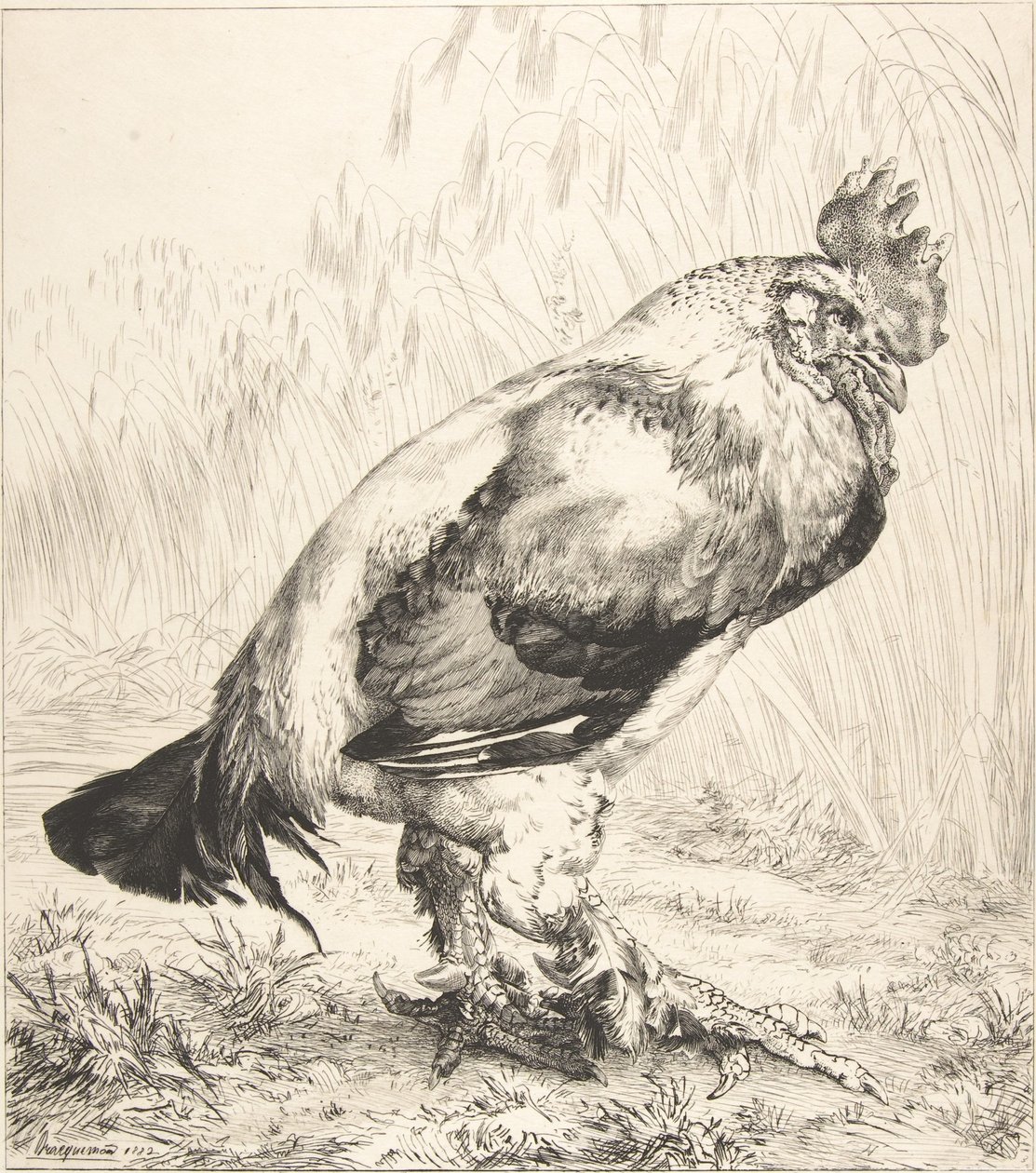 Il vecchio gallo, 1882 da Felix Bracquemond