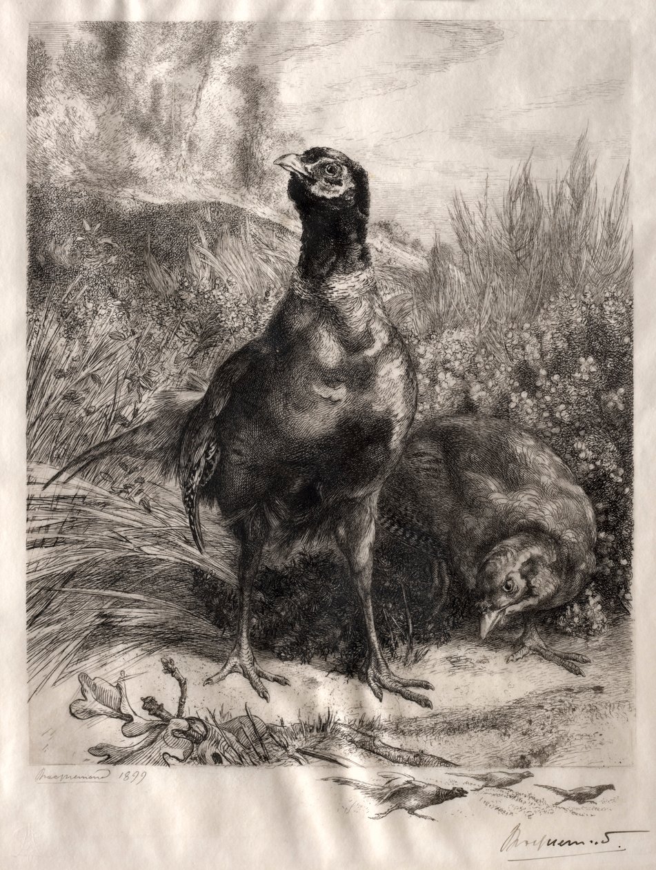 I fagiani, 1899 da Felix Bracquemond