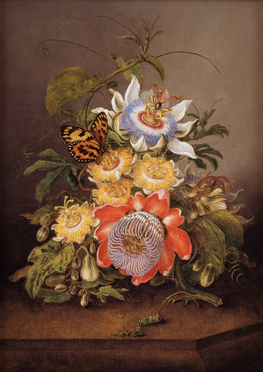 Passiflore da Ferdinand Bauer