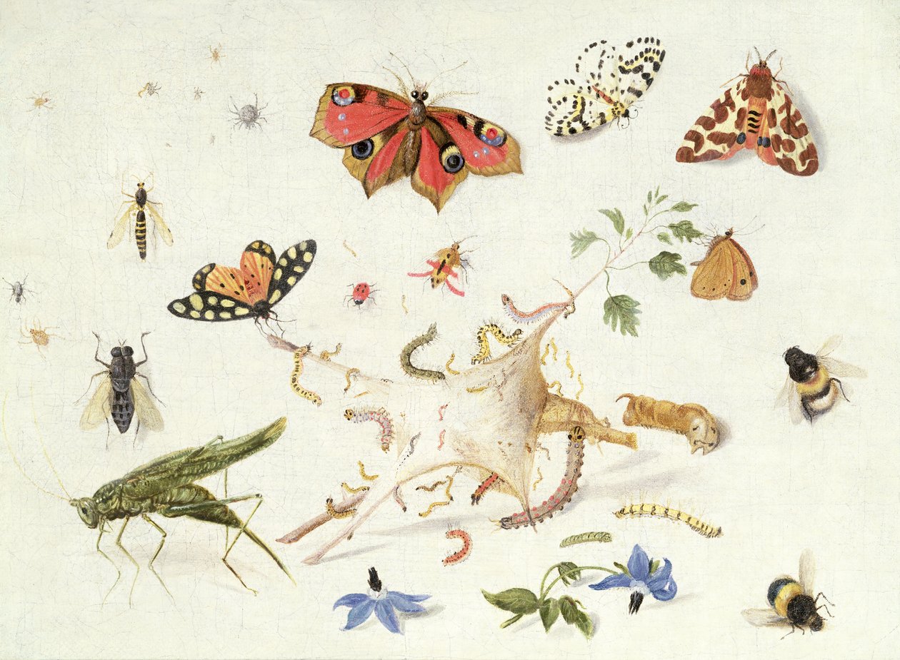 Studio di insetti e fiori da Ferdinand van Kessel