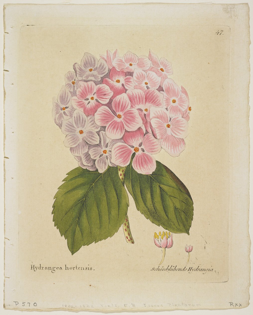 Schonbluhende Hydrangia, da Icones Plantarum Medico-Oeconomico-Technologicarum cum Earum Fructus ususque Descriptione, 1804 da Ferdinand Bernhard Vietz