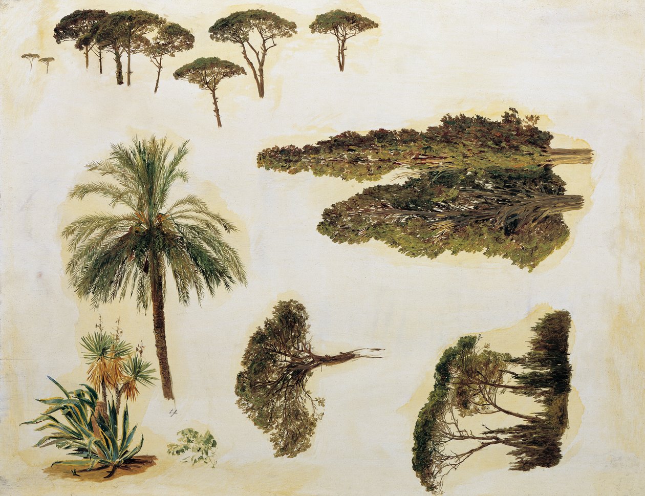 Studi di alberi da Roma da Ferdinand Georg Waldmuller