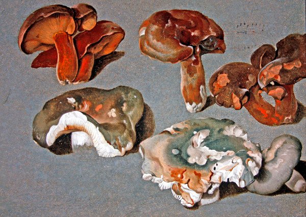 Studi di Funghi da Ferdinand Phillip de Hamilton