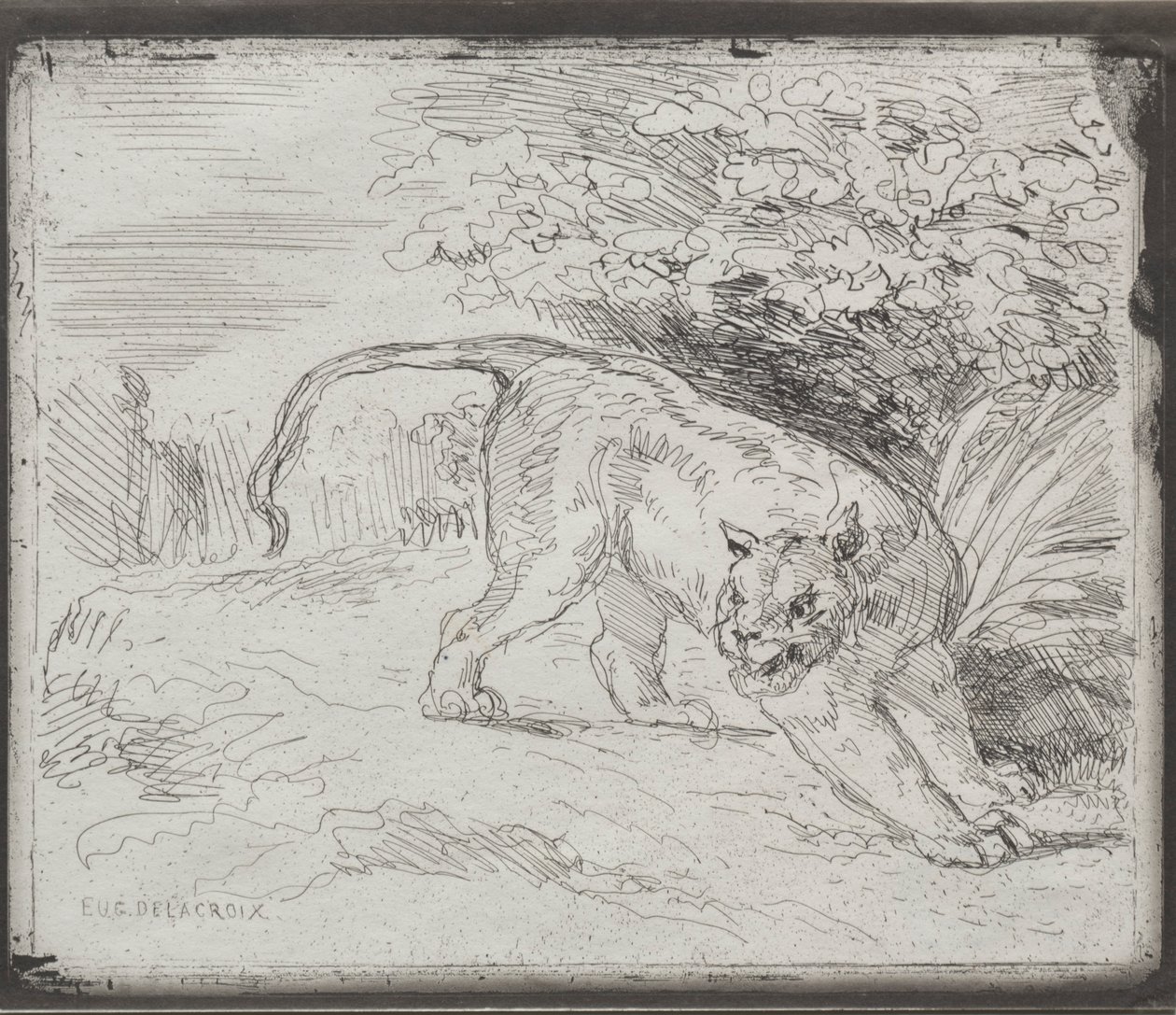 Una tigre intrappolata da Ferdinand Victor Eugene Delacroix