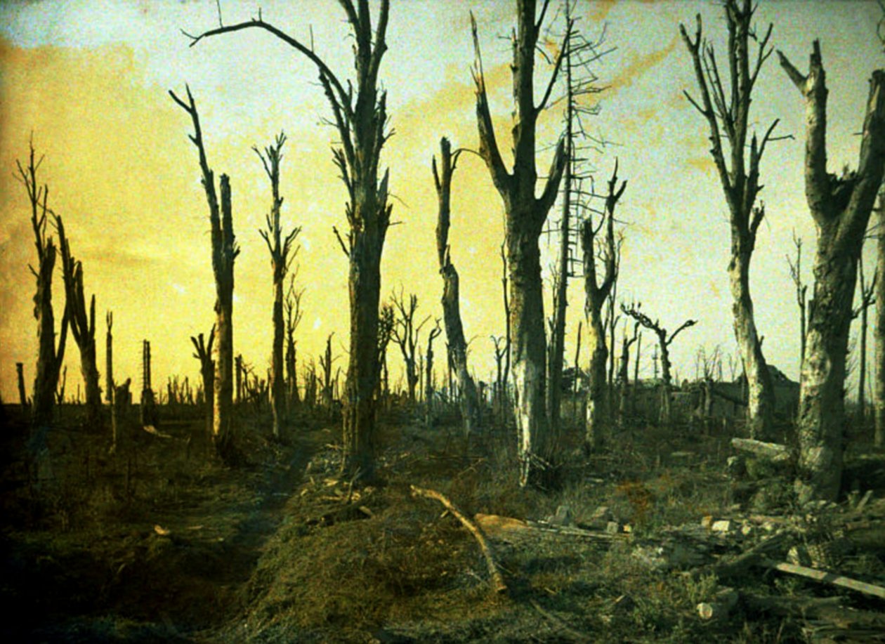 Alberi distrutti durante la battaglia, Chaulnes, Somme, Francia, 1917 da Fernand Cuville