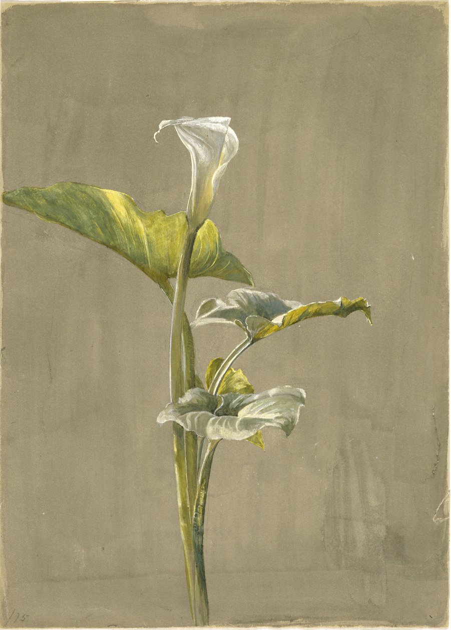 Giglio Calla da Fidelia Bridges